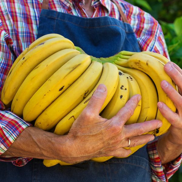 100 Tons of Bananas Annually