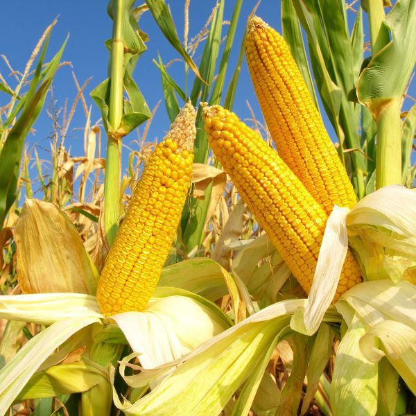 200K Tons of Corn Annually