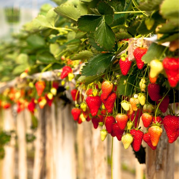 Strawberries