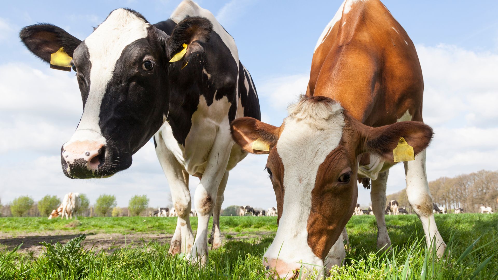 We are partnering with Agrotech to breed the highest quality dairy cows
