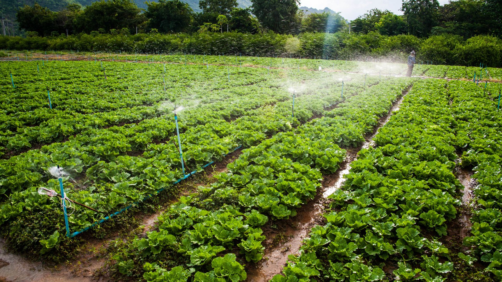 Deploying the new irrigation system to ensure optimum production