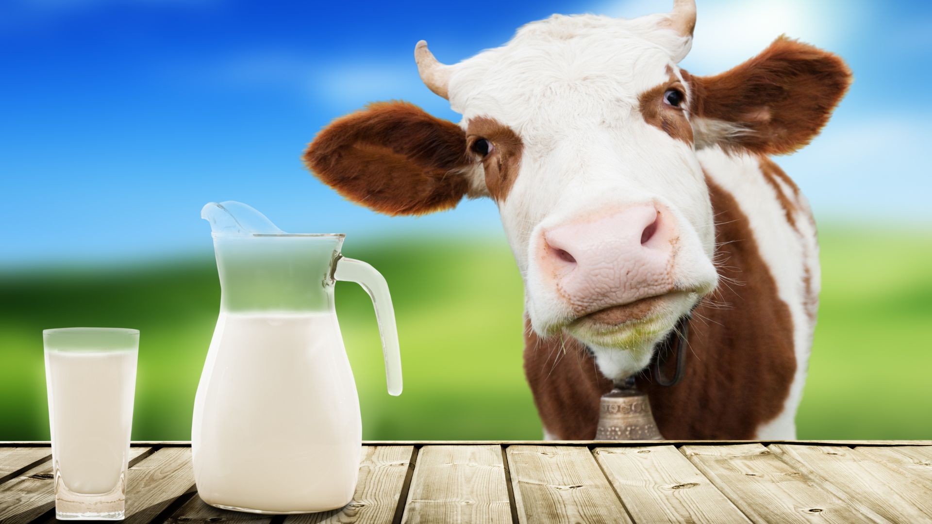 Simple but effective ways to ensure maximum milk production daily