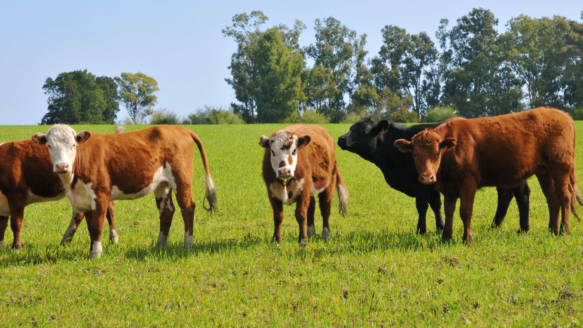 Paddocking and semi-free range system of keeping beef cattle