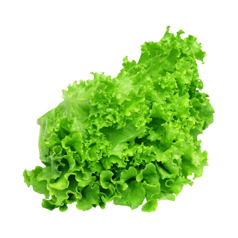 Fresh Lettuce