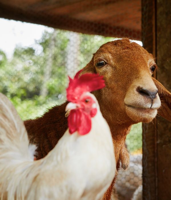 Livestock Farming