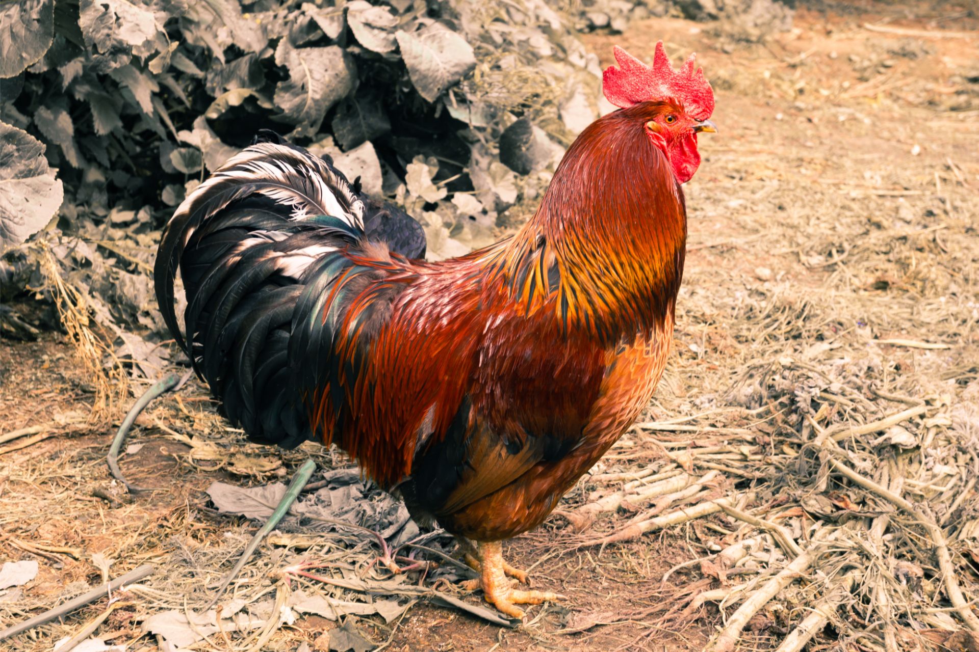 How to raise healthy and tasty roosters for ready market